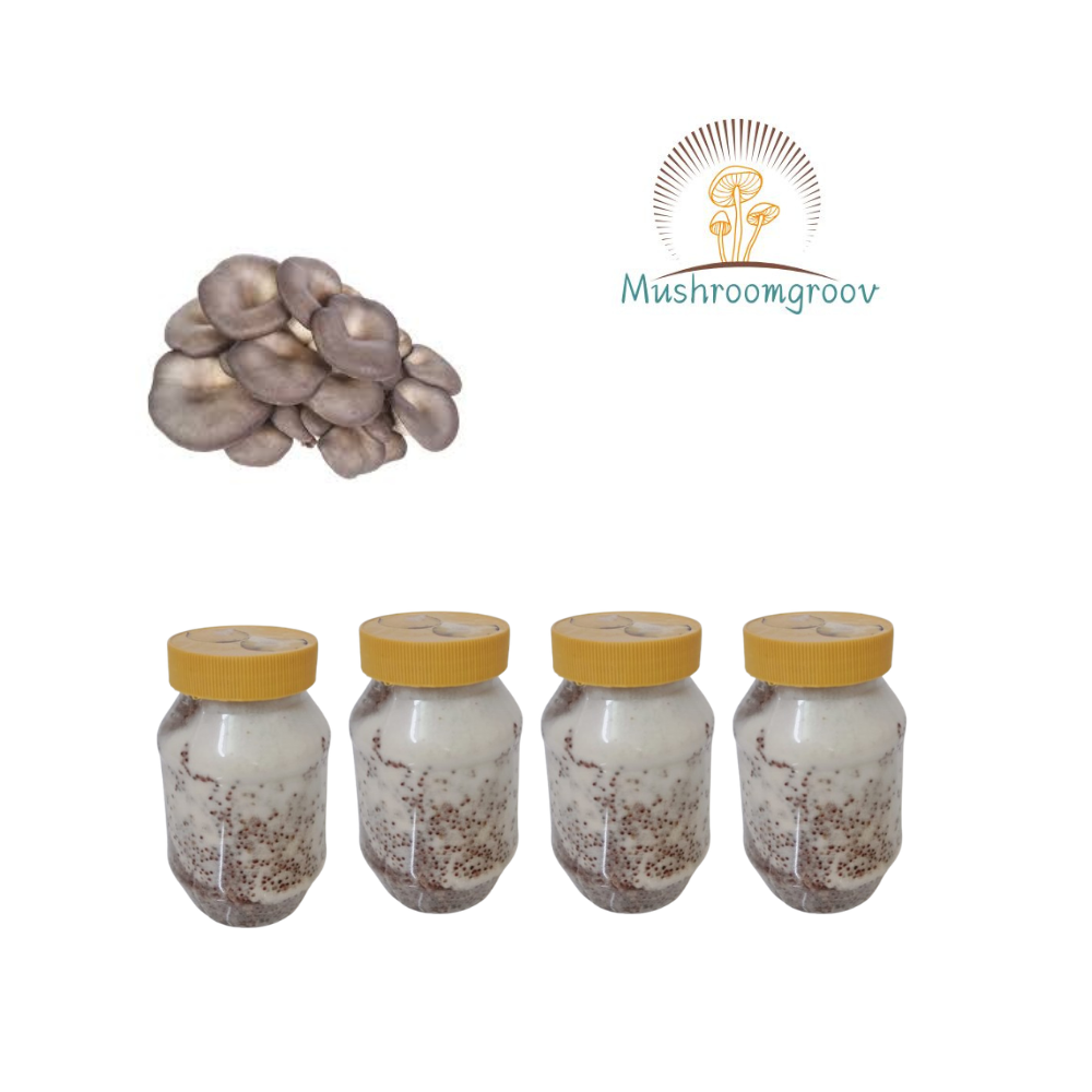 Cauliflower Mushroom Grain Spawn (Sparassis crispa) - Image 3